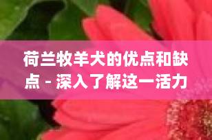 荷兰牧羊犬的优点和缺点 - 深入了解这一活力四射的工作犬伙伴