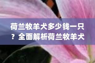 荷兰牧羊犬多少钱一只？全面解析荷兰牧羊犬价格因素