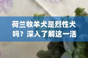 荷兰牧羊犬是烈性犬吗？深入了解这一活力四射的工作犬种