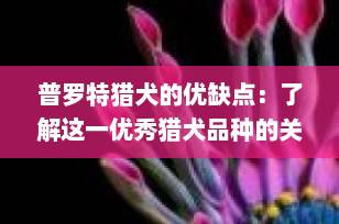 普罗特猎犬的优缺点：了解这一优秀猎犬品种的关键特性