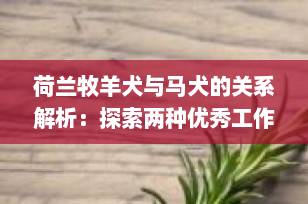 荷兰牧羊犬与马犬的关系解析：探索两种优秀工作犬的血脉联系