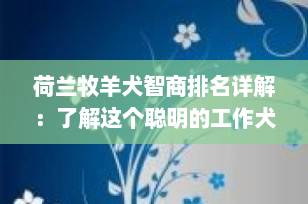 荷兰牧羊犬智商排名详解：了解这个聪明的工作犬