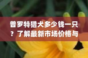 普罗特猎犬多少钱一只？了解最新市场价格与选购要点