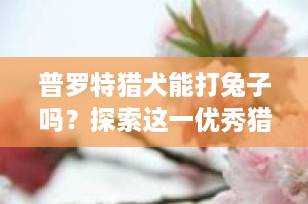 普罗特猎犬能打兔子吗？探索这一优秀猎犬的狩猎本能