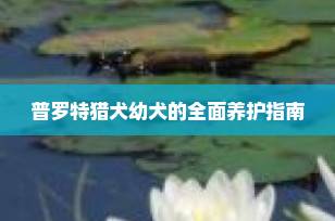 普罗特猎犬幼犬的全面养护指南