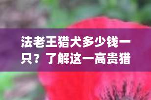法老王猎犬多少钱一只？了解这一高贵猎犬的价格区间