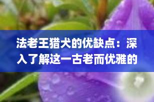 法老王猎犬的优缺点：深入了解这一古老而优雅的伴侣