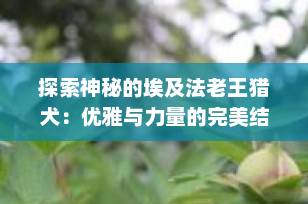 探索神秘的埃及法老王猎犬：优雅与力量的完美结合