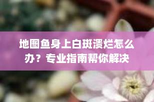 地图鱼身上白斑溃烂怎么办？专业指南帮你解决