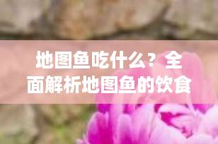 地图鱼吃什么？全面解析地图鱼的饮食需求与喂养技巧