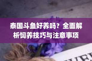 泰国斗鱼好养吗？全面解析饲养技巧与注意事项