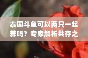 泰国斗鱼可以两只一起养吗？专家解析共存之道