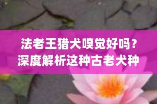 法老王猎犬嗅觉好吗？深度解析这种古老犬种的感官奇迹