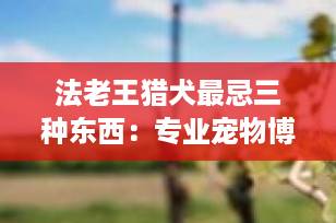 法老王猎犬最忌三种东西：专业宠物博主告诉你