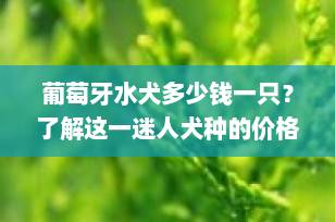 葡萄牙水犬多少钱一只？了解这一迷人犬种的价格与饲养要点