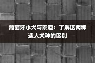 葡萄牙水犬与泰迪：了解这两种迷人犬种的区别
