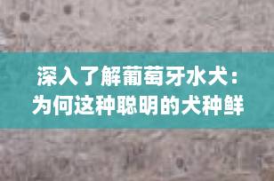 深入了解葡萄牙水犬：为何这种聪明的犬种鲜为人知？