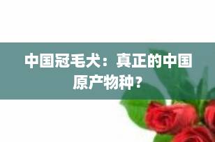 中国冠毛犬：真正的中国原产物种？