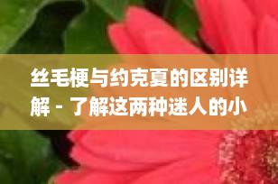 丝毛梗与约克夏的区别详解 - 了解这两种迷人的小型犬