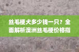 丝毛梗犬多少钱一只？全面解析澳洲丝毛梗价格指南