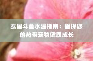 泰国斗鱼水温指南：确保您的热带宠物健康成长
