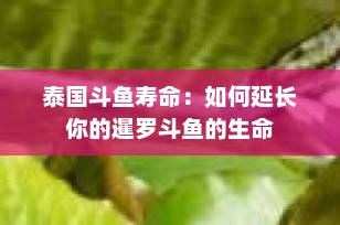 泰国斗鱼寿命：如何延长你的暹罗斗鱼的生命