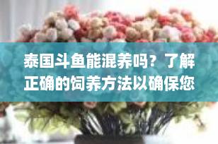 泰国斗鱼能混养吗？了解正确的饲养方法以确保您的宠物健康