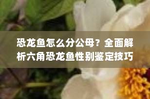恐龙鱼怎么分公母？全面解析六角恐龙鱼性别鉴定技巧