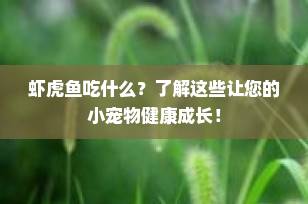 虾虎鱼吃什么？了解这些让您的小宠物健康成长！