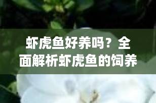 虾虎鱼好养吗？全面解析虾虎鱼的饲养要点与建议