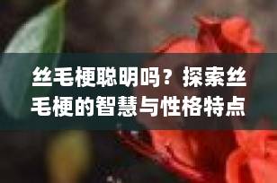 丝毛梗聪明吗？探索丝毛梗的智慧与性格特点