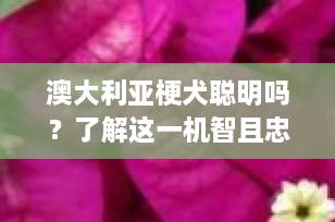 澳大利亚梗犬聪明吗？了解这一机智且忠诚的伴侣犬