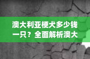 澳大利亚梗犬多少钱一只？全面解析澳大利亚梗犬的价格及养护要点