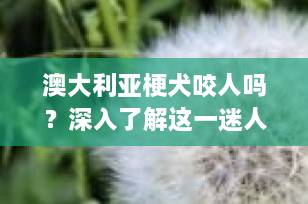 澳大利亚梗犬咬人吗？深入了解这一迷人的小型伴侣犬