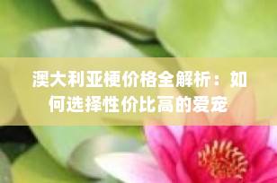 澳大利亚梗价格全解析：如何选择性价比高的爱宠