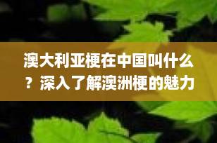 澳大利亚梗在中国叫什么？深入了解澳洲梗的魅力与特色
