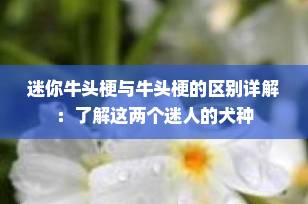 迷你牛头梗与牛头梗的区别详解：了解这两个迷人的犬种