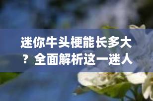 迷你牛头梗能长多大？全面解析这一迷人的小型犬种