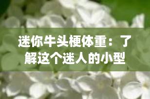 迷你牛头梗体重：了解这个迷人的小型伴侣犬的理想重量