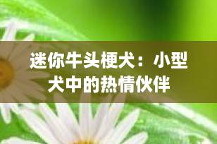 迷你牛头梗犬：小型犬中的热情伙伴