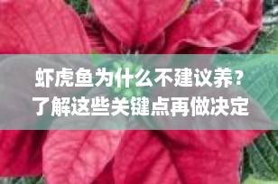 虾虎鱼为什么不建议养？了解这些关键点再做决定