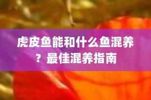 虎皮鱼能和什么鱼混养？最佳混养指南