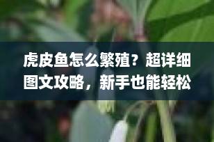 虎皮鱼怎么繁殖？超详细图文攻略，新手也能轻松上手！