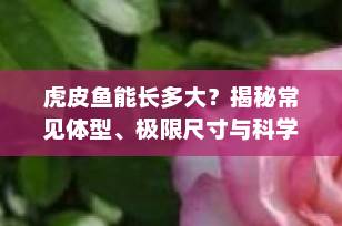 虎皮鱼能长多大？揭秘常见体型、极限尺寸与科学养殖秘诀