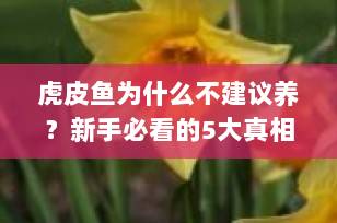 虎皮鱼为什么不建议养？新手必看的5大真相揭秘！
