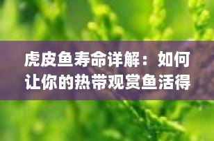 虎皮鱼寿命详解：如何让你的热带观赏鱼活得更久