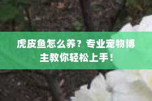 虎皮鱼怎么养？专业宠物博主教你轻松上手！