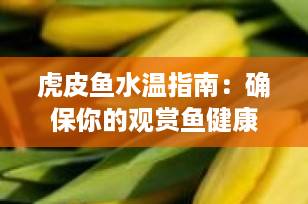 虎皮鱼水温指南：确保你的观赏鱼健康与活力的关键因素