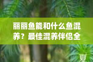 丽丽鱼能和什么鱼混养？最佳混养伴侣全解析