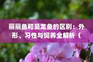 丽丽鱼和曼龙鱼的区别：外形、习性与饲养全解析（2025最新版）